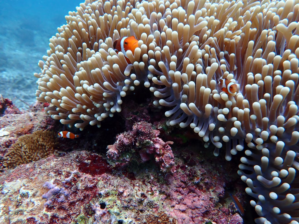 Coral Reef Conservation in the Andaman Sea