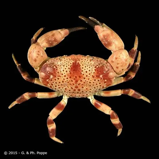 Mosaic reef crab