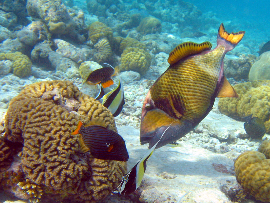 Trigger fish in the ocean